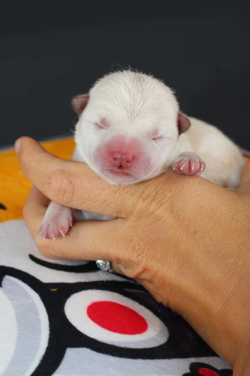 AKIRO, chiot Mameshiba de l'élevage Kawaii Shiba - photo 1