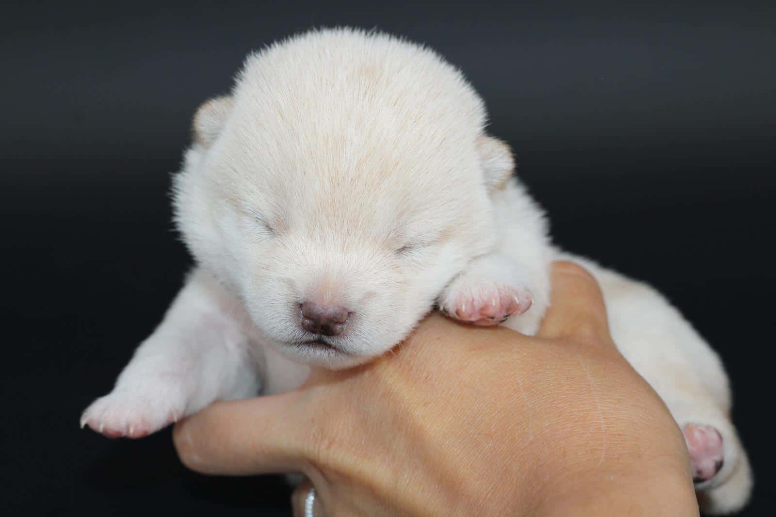 IKARI, chiot Mameshiba de l'élevage Kawaii Shiba - photo 1