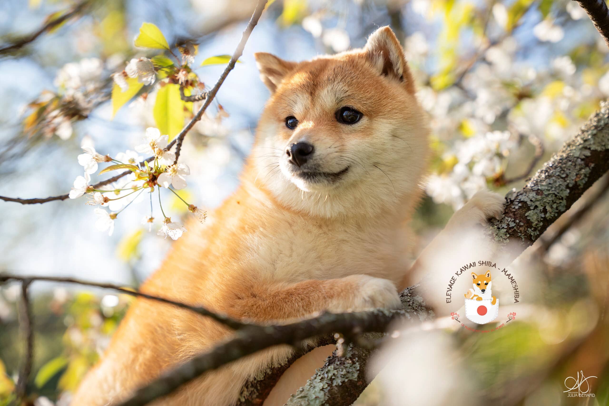 Mameshiba dans un décor inspiré du Japon