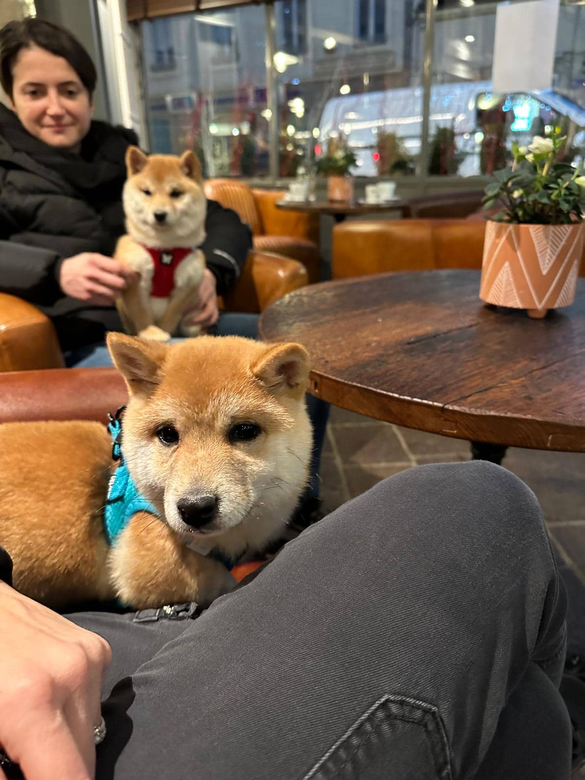 Les Mameshiba de Marine dans un restaurant