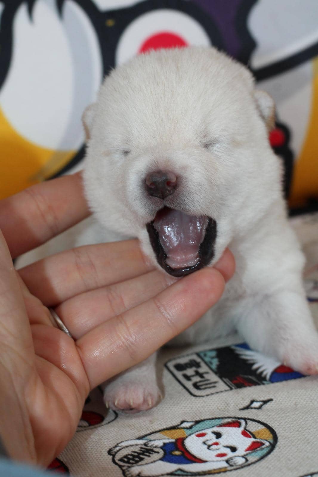 AKIRO, chiot Mameshiba de l'élevage Kawaii Shiba - photo 4