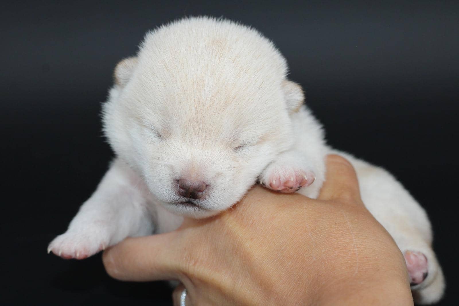IKARI, chiot Mameshiba de l'élevage Kawaii Shiba - photo 1