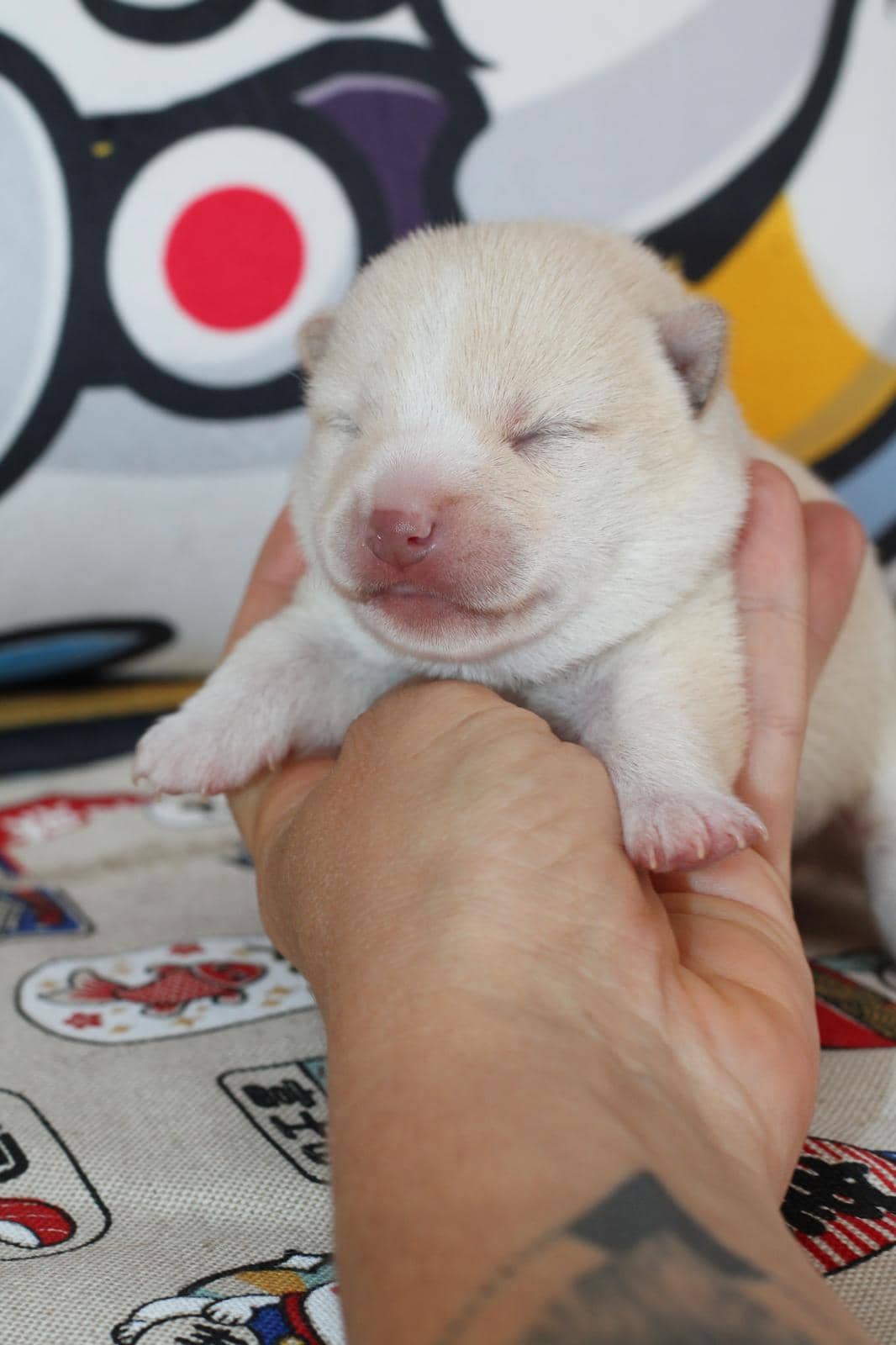 KENSHIRO, chiot Mameshiba de l'élevage Kawaii Shiba - photo 2