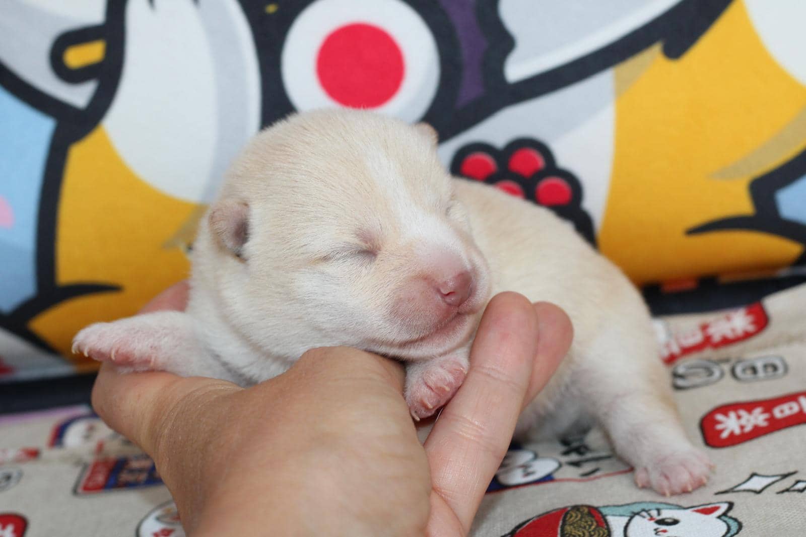 KENSHIRO, chiot Mameshiba de l'élevage Kawaii Shiba - photo 3