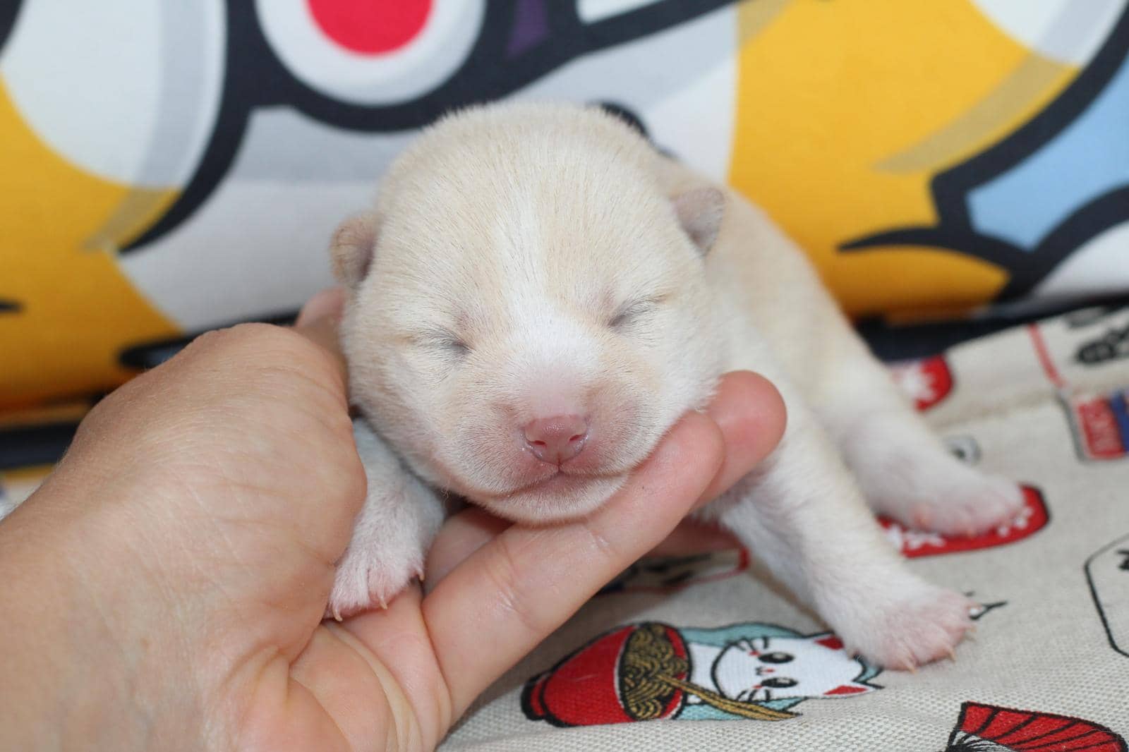 KENSHIRO, chiot Mameshiba de l'élevage Kawaii Shiba - photo 4