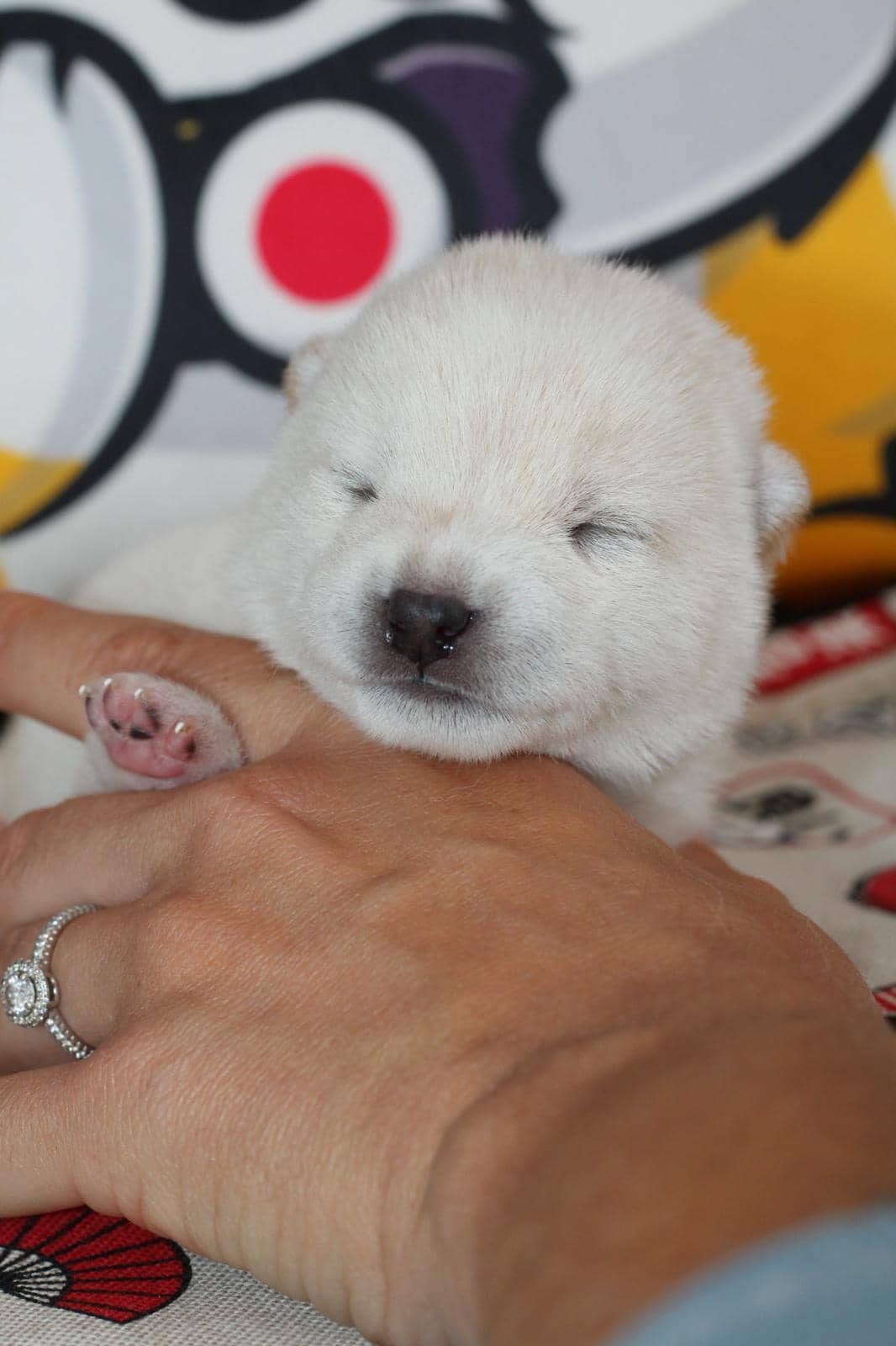 AKIRO, chiot Mameshiba de l'élevage Kawaii Shiba - photo 2