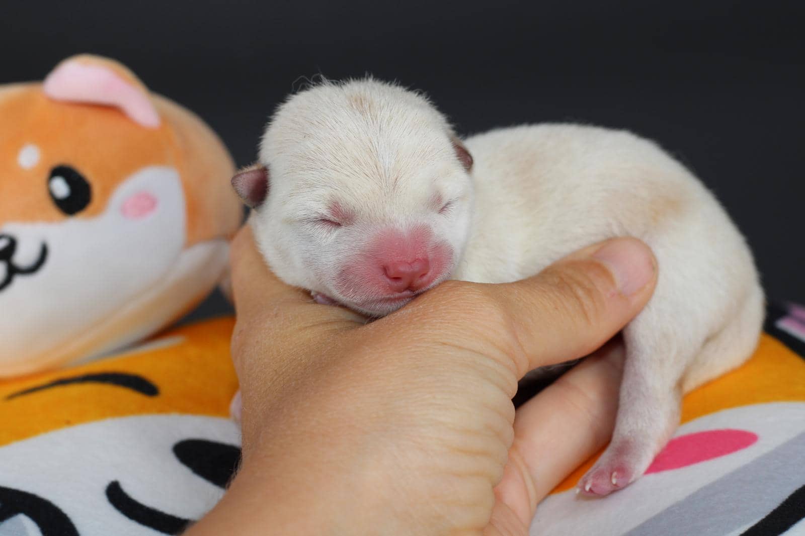 AKIRO, chiot Mameshiba de l'élevage Kawaii Shiba - photo 3