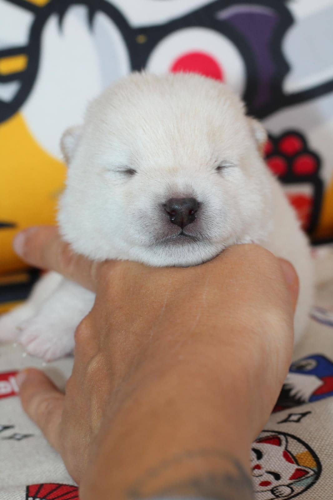 HOTARU, chiot Mameshiba de l'élevage Kawaii Shiba - photo 2