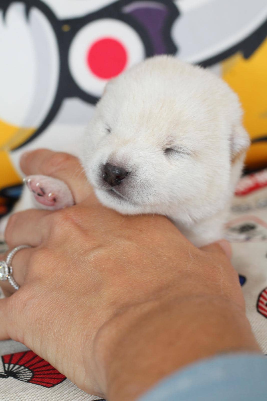 HOTARU, chiot Mameshiba de l'élevage Kawaii Shiba - photo 3