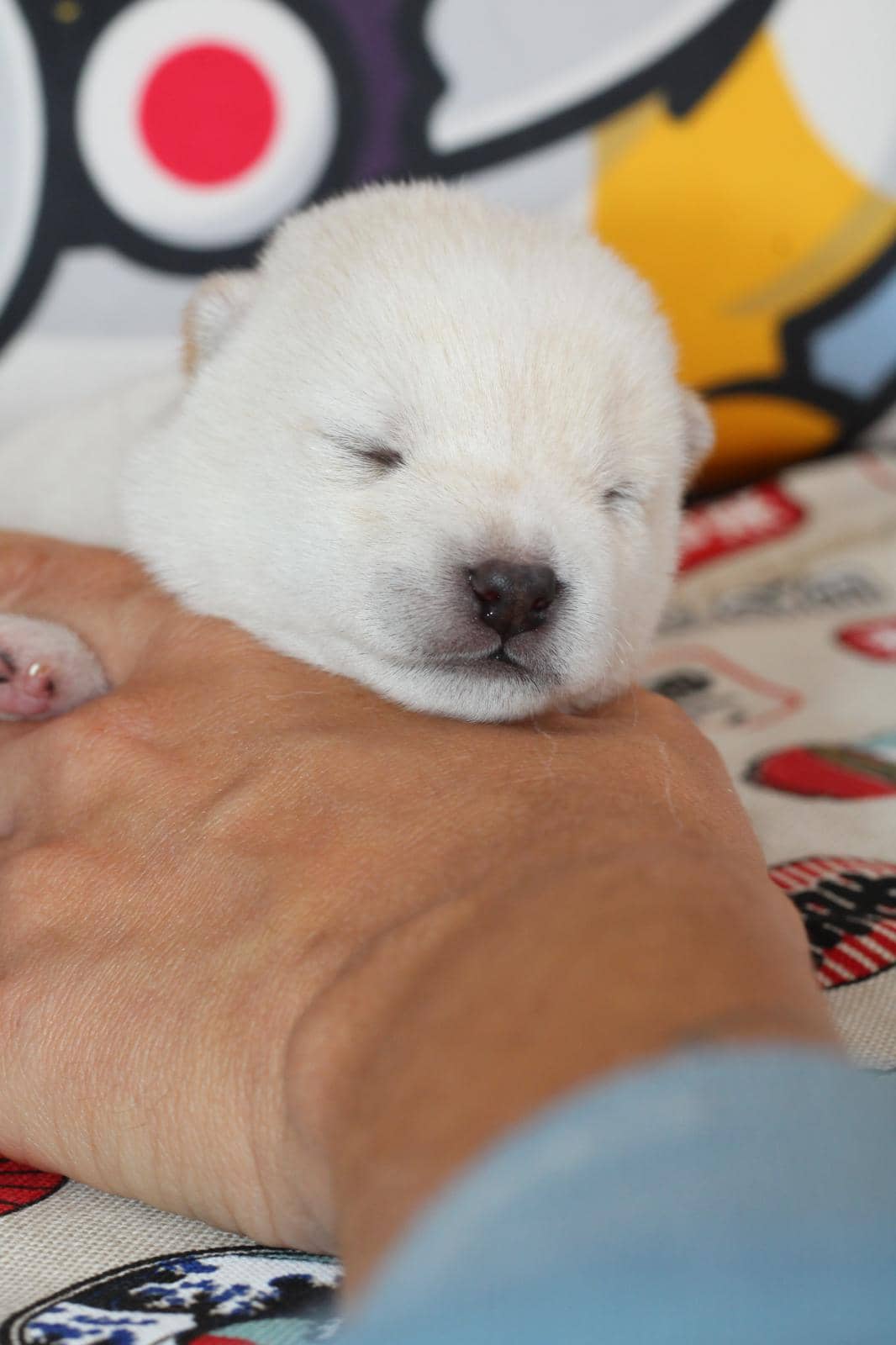 HOTARU, chiot Mameshiba de l'élevage Kawaii Shiba - photo 4