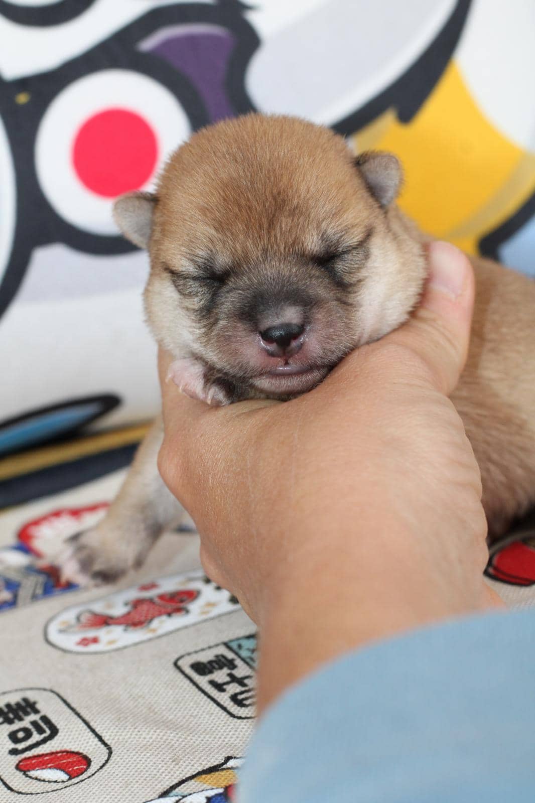 MITSUKI, chiot Mameshiba de l'élevage Kawaii Shiba - photo 2
