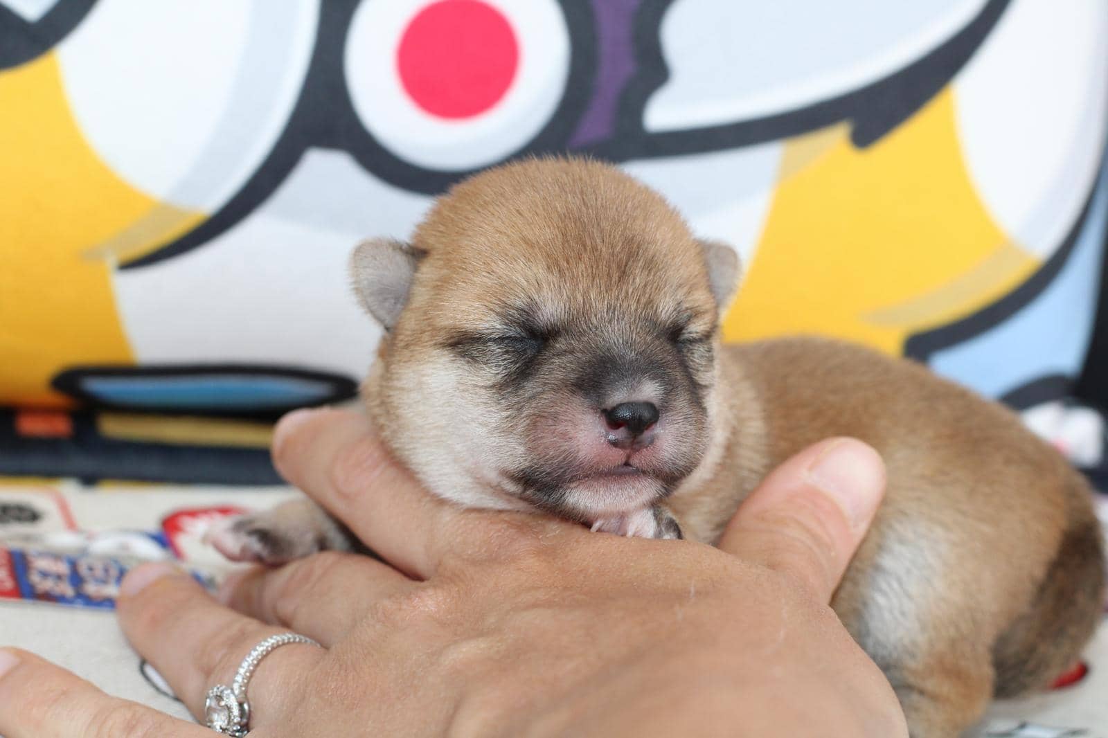 MITSUKI, chiot Mameshiba de l'élevage Kawaii Shiba - photo 3