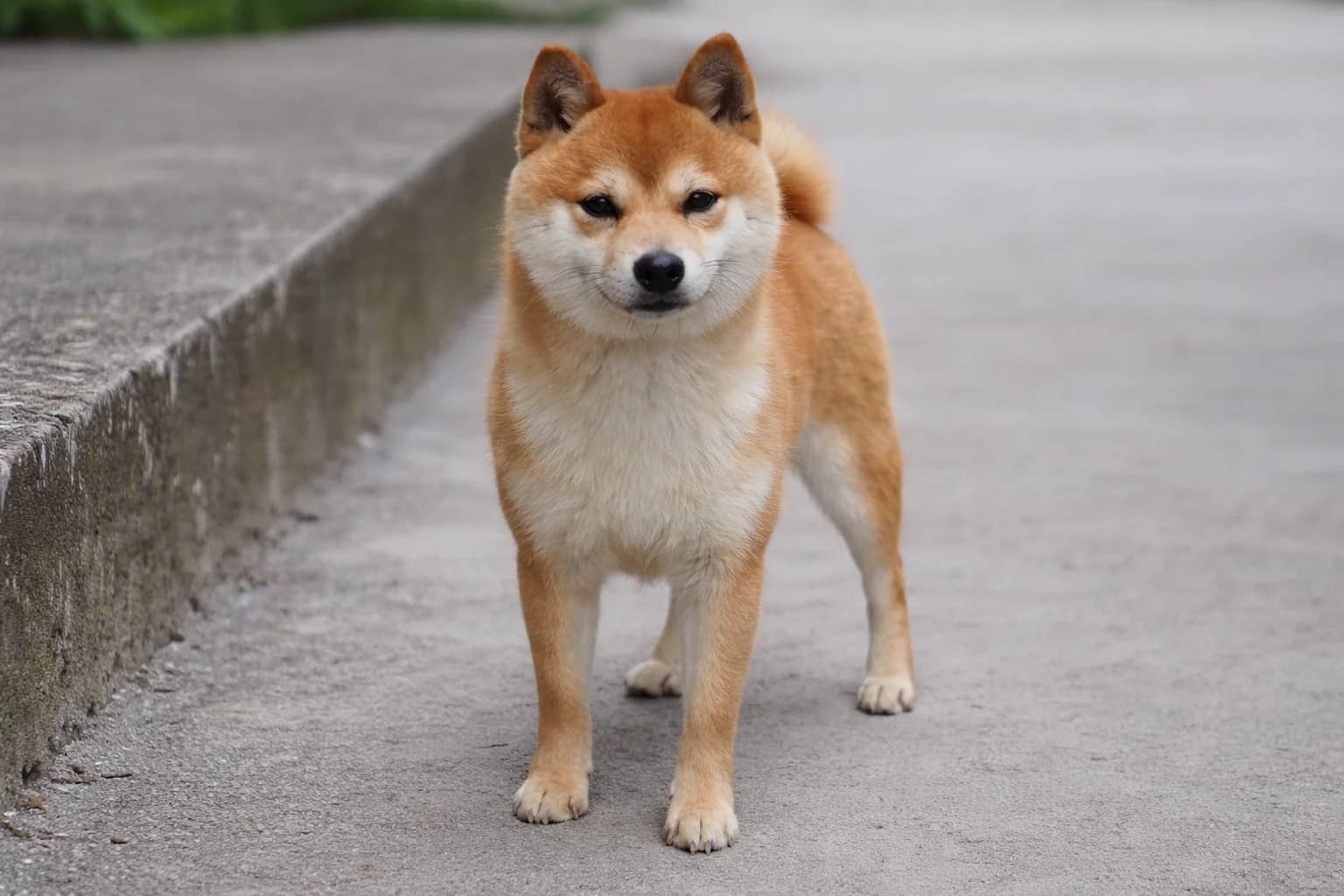 Portrait de Waru, mâle Mameshiba de l'élevage Kawaii Shiba