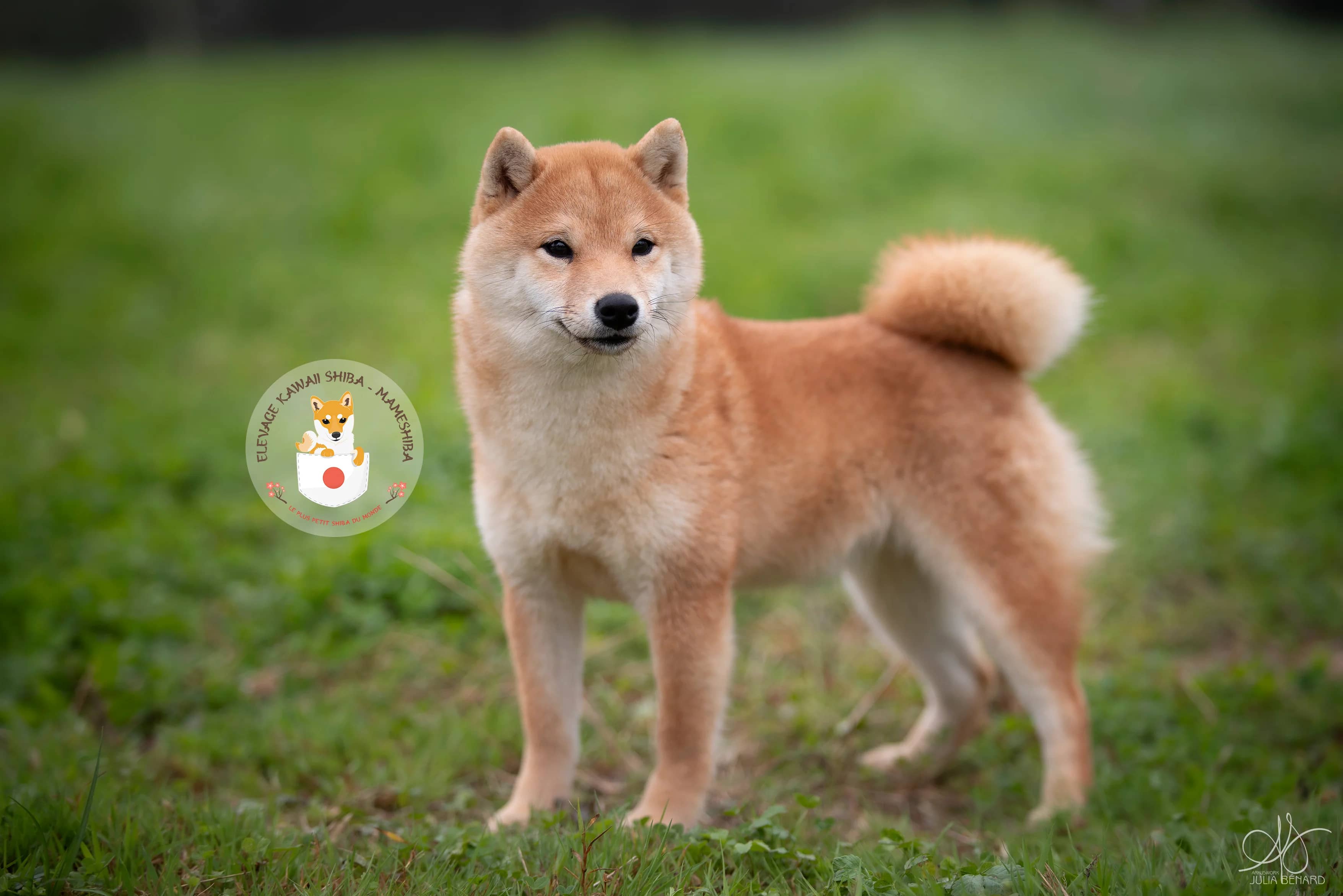 Portrait de Yumi, femelle Mameshiba de l'élevage Kawaii Shiba