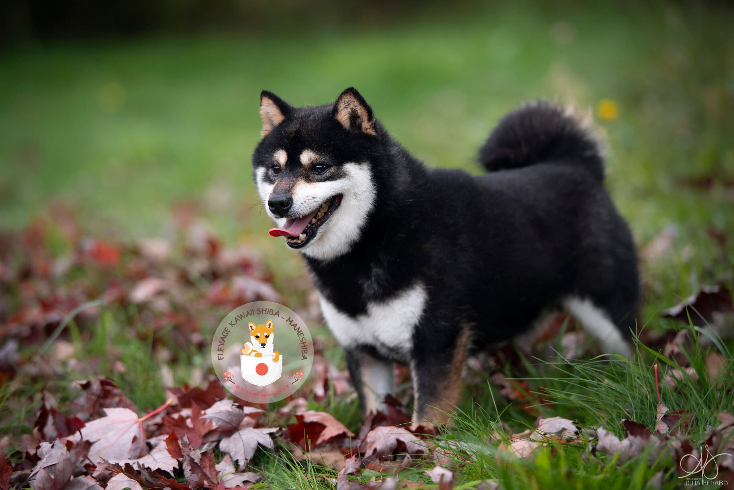 Mameshiba mouillé après une baignade, regard vif