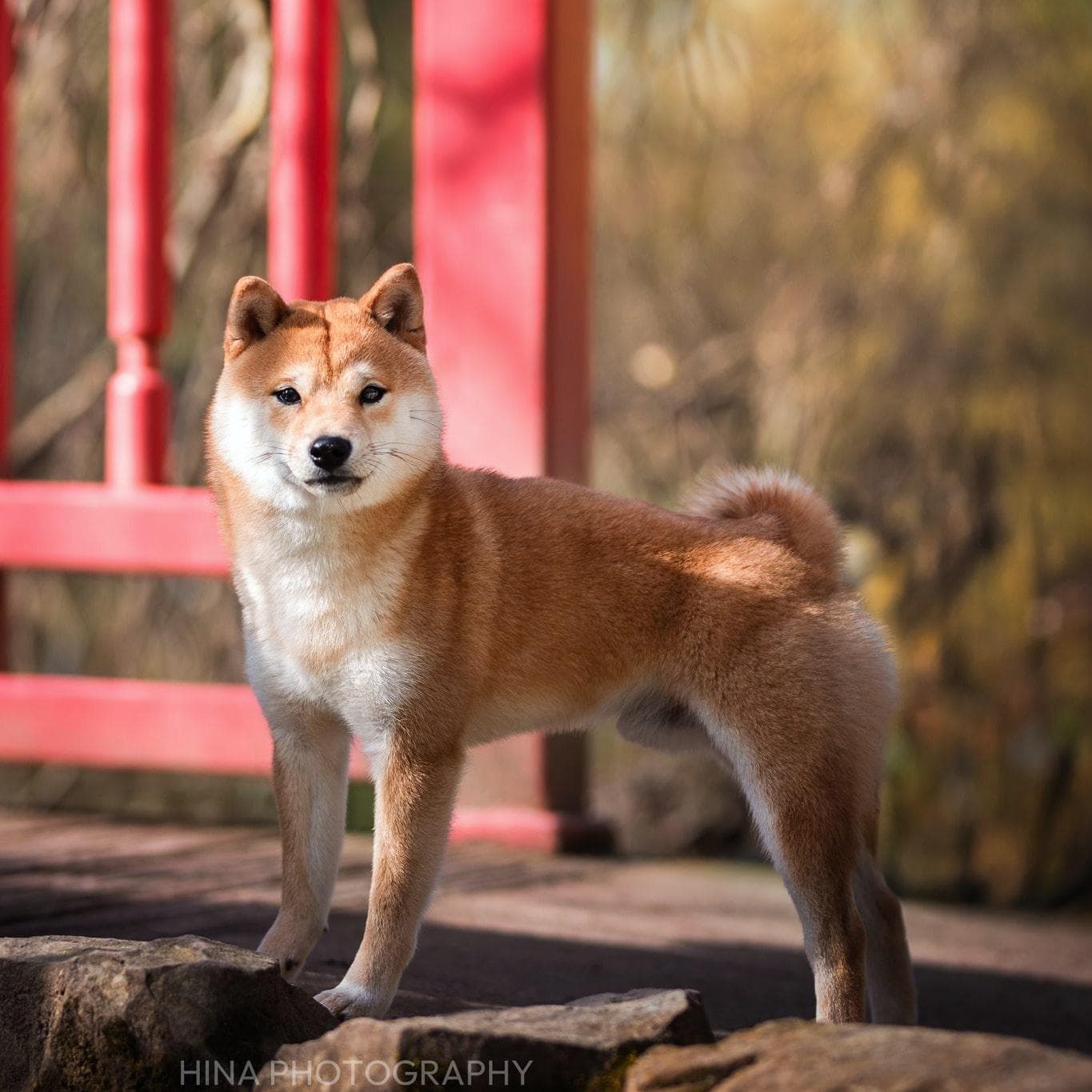 Mameshiba actif en extérieur sur l'herbe verte