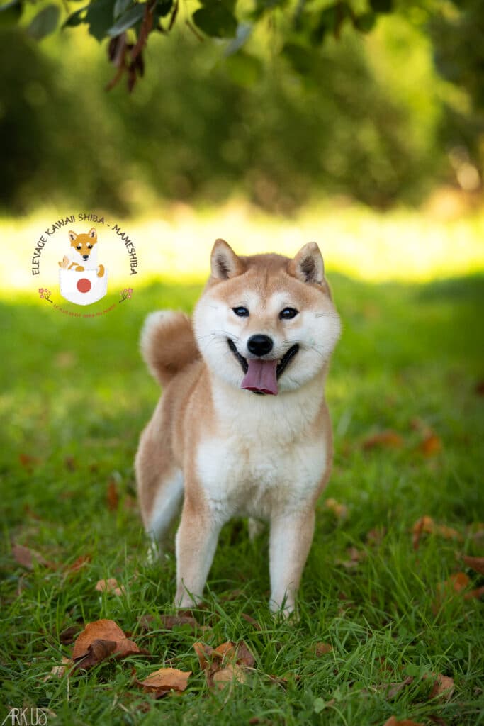 Mameshiba gris et blanc en portrait