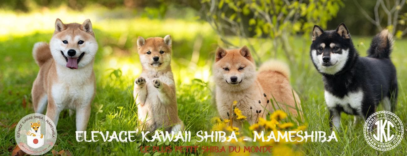 Bandeau de présentation Kawaii Shiba Mameshiba