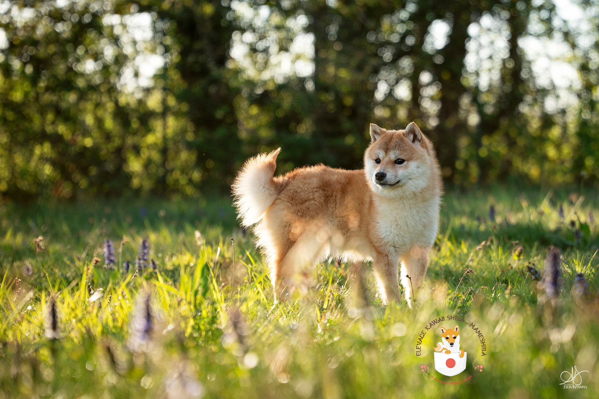 Mameshiba roux dans un decor floral