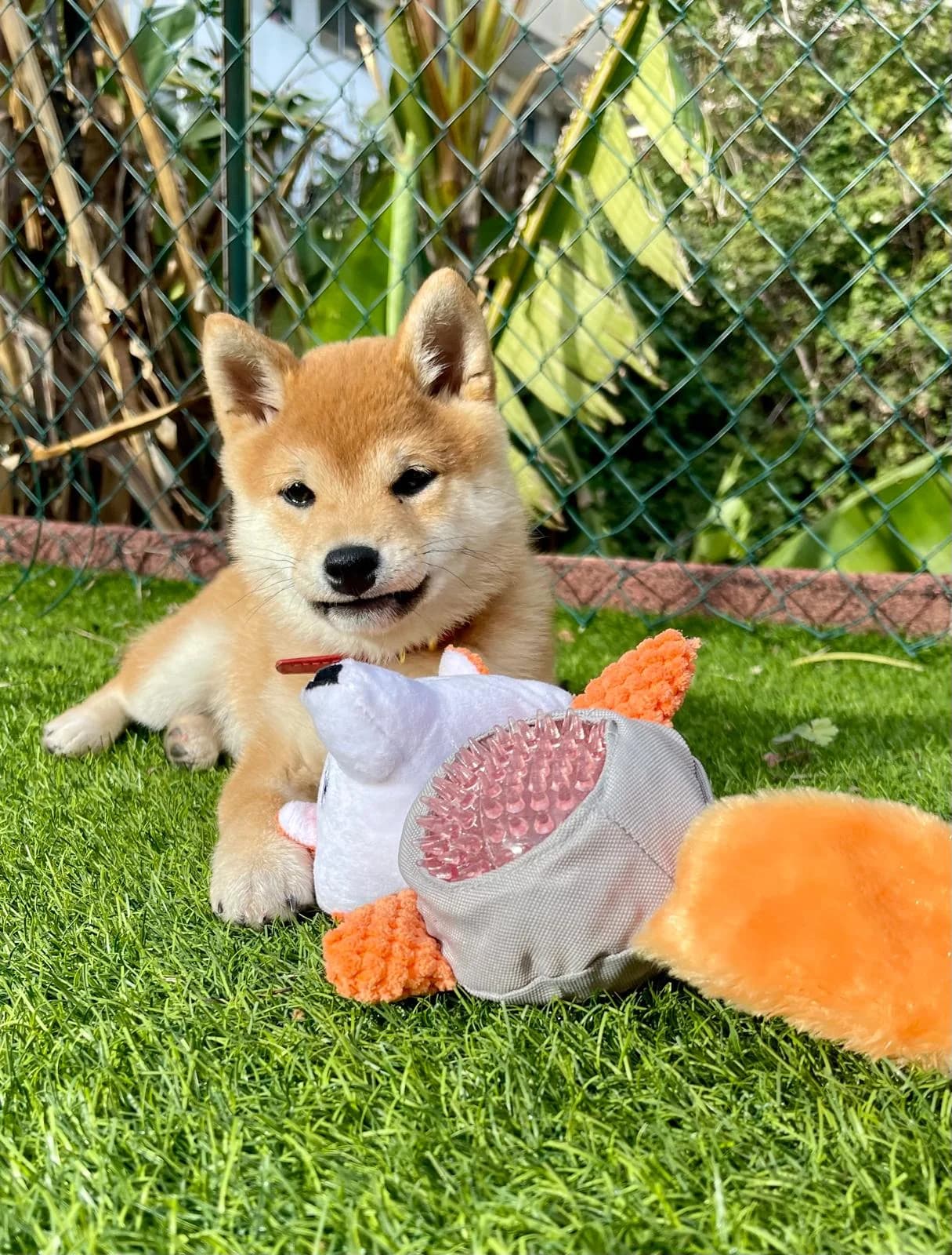 Vue d'un espace extérieur sécurisé de l'élevage