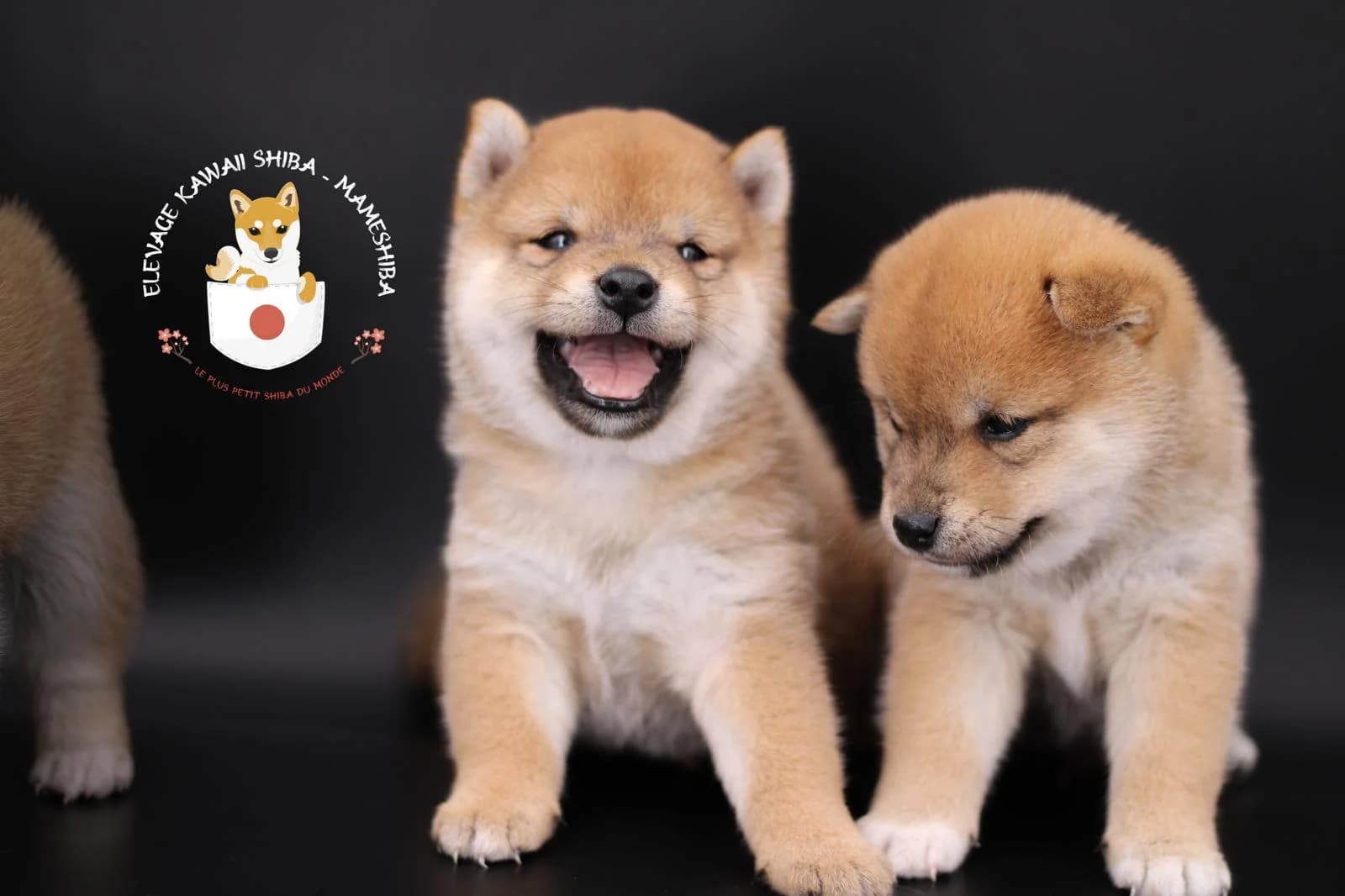 Chiot Mameshiba de Kawaii Shiba