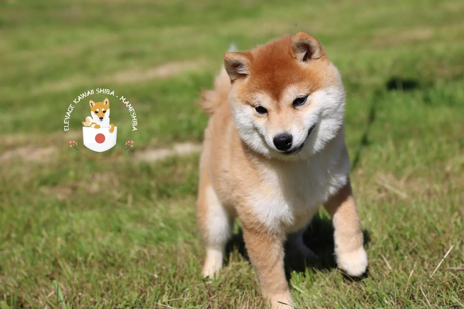 Mameshiba évoluant dans l'environnement extérieur de l'élevage