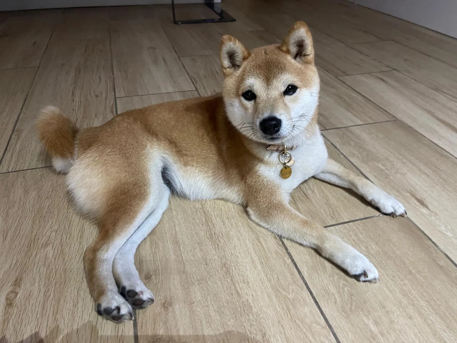 Mameshiba en découverte sur une structure en bois