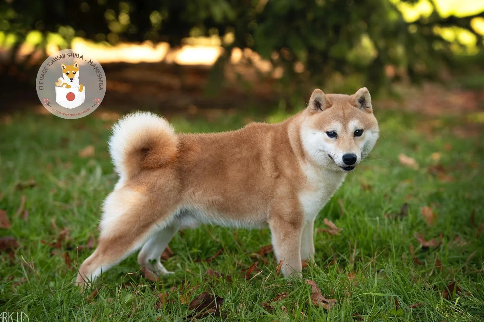 Mameshiba roux et blanc assis dans l'herbe