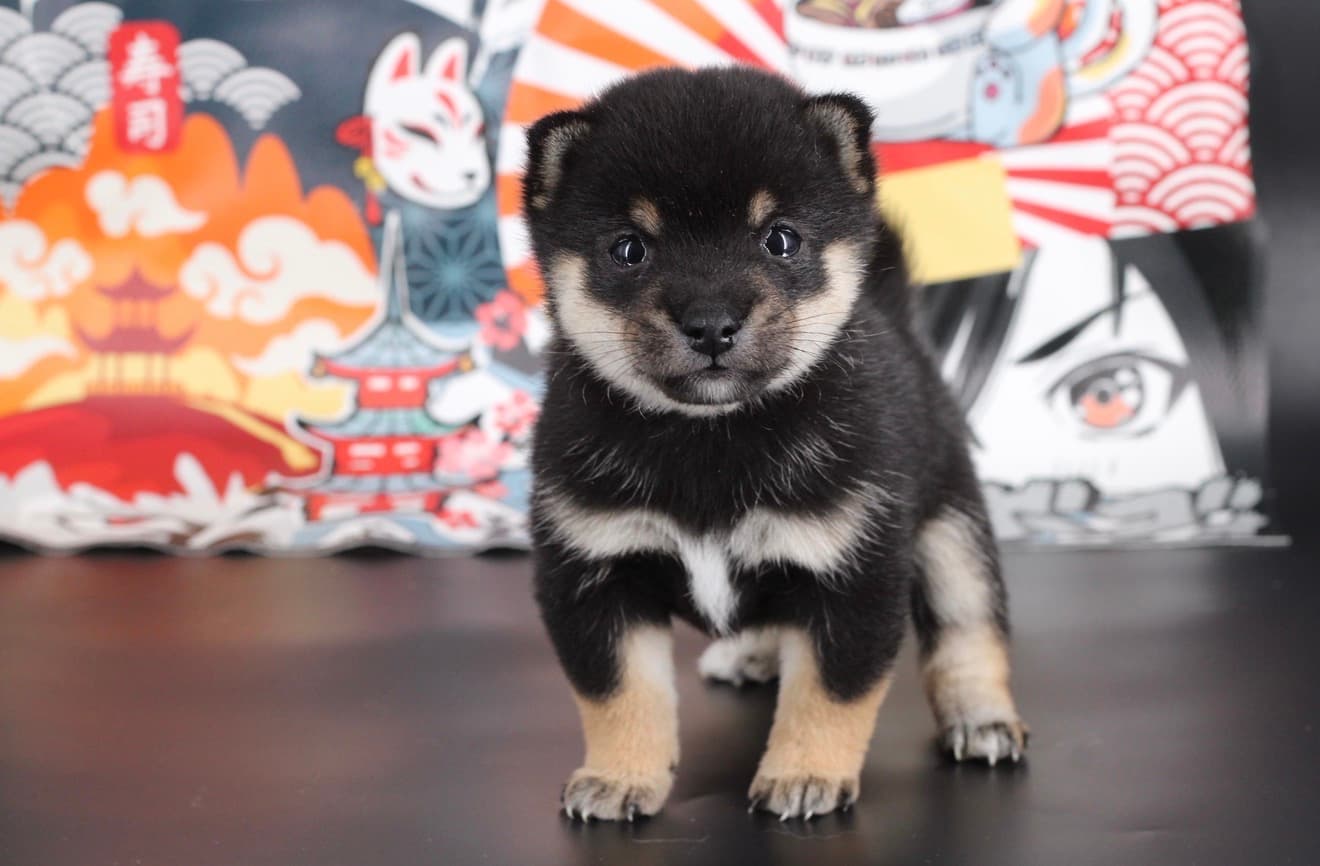 Chiot Mameshiba blanc dans un univers japonais