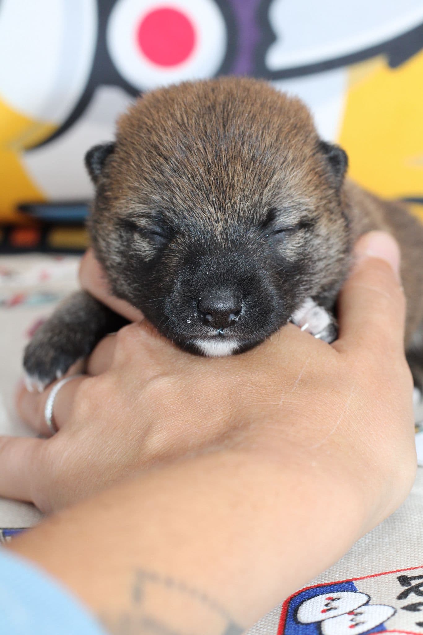 KENSHI, chiot Mameshiba de l'élevage Kawaii Shiba - photo 1