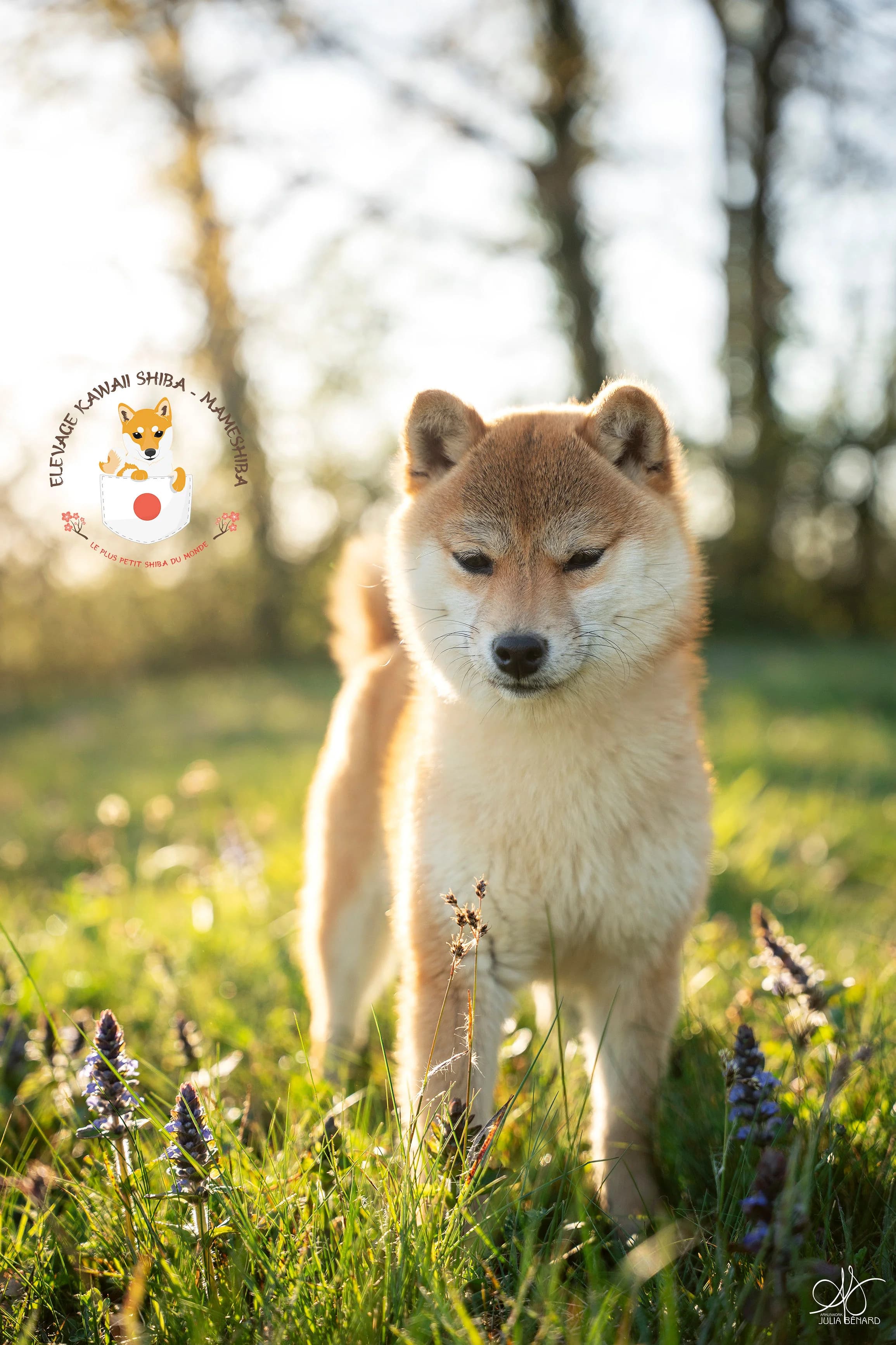 Hina, femelle Mameshiba née chez Kawaii Mameshiba