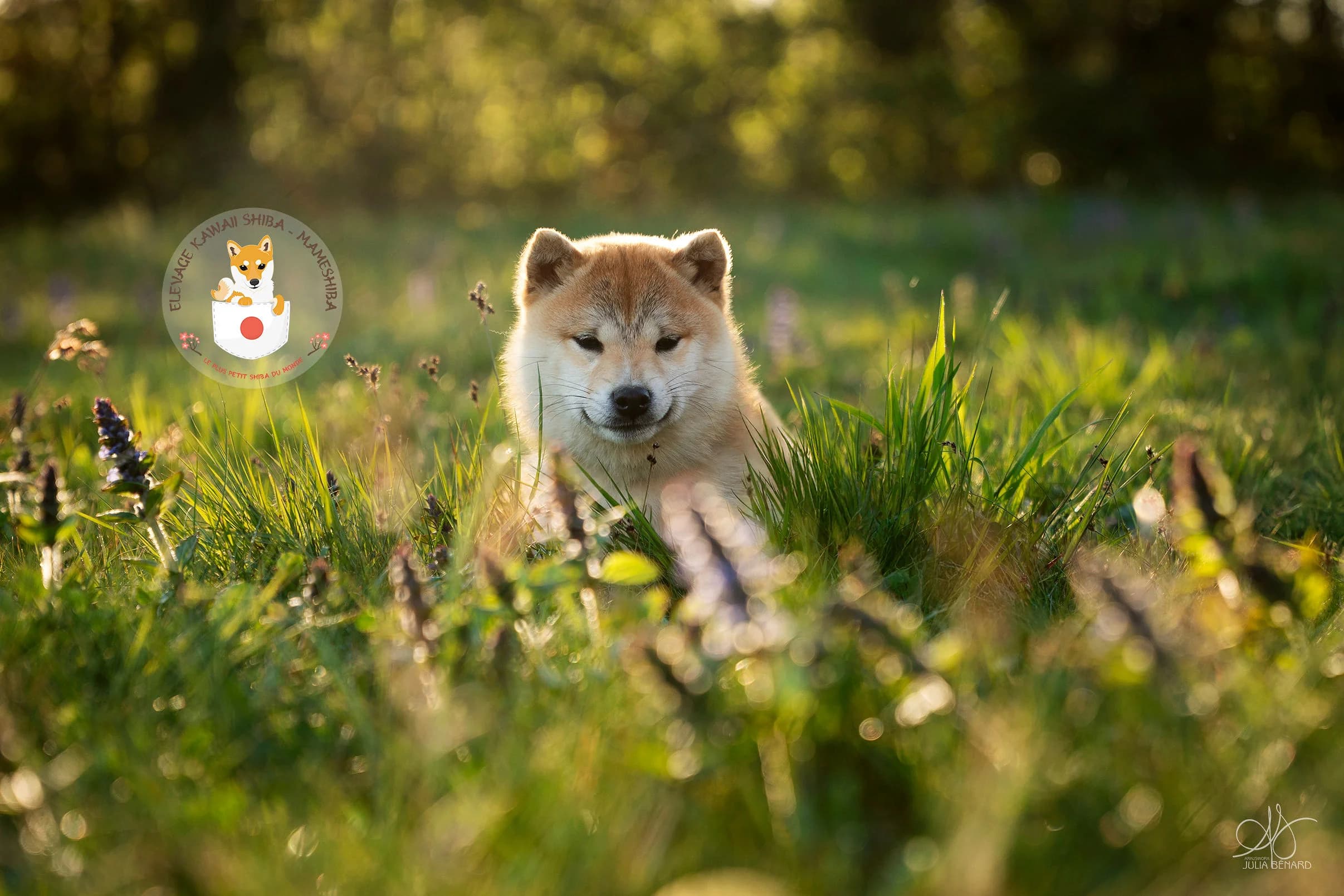 Karasuki, femelle Mameshiba née chez Kawaii Shiba