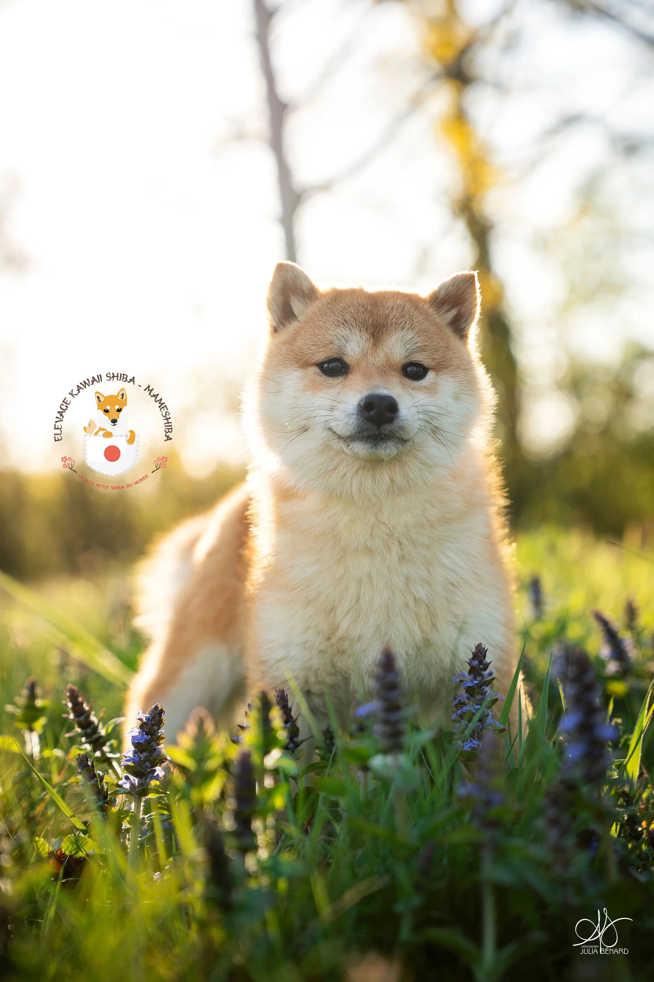 Kimi, femelle Mameshiba née chez Kawaii Mameshiba