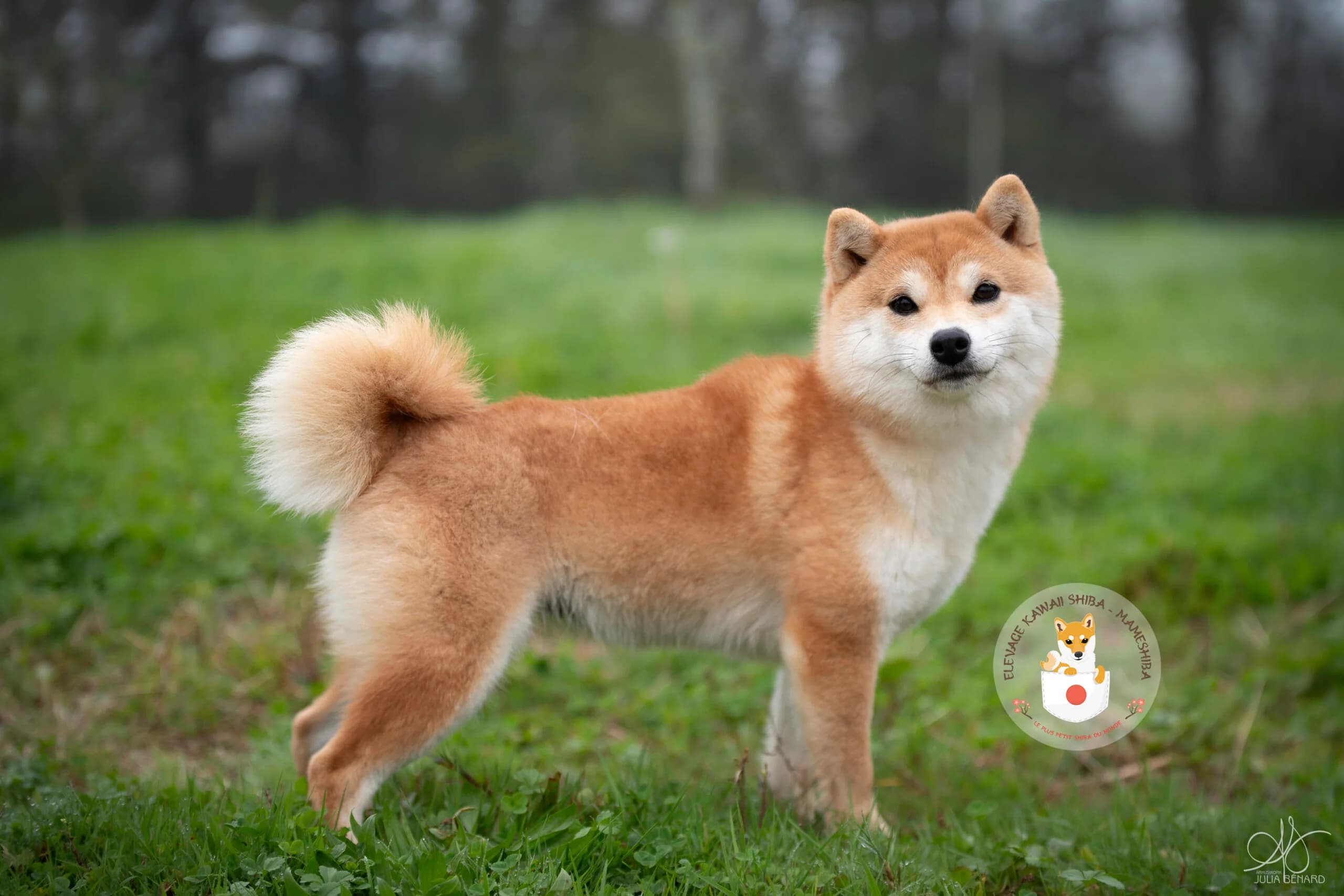 Tori, femelle Mameshiba couleur feu