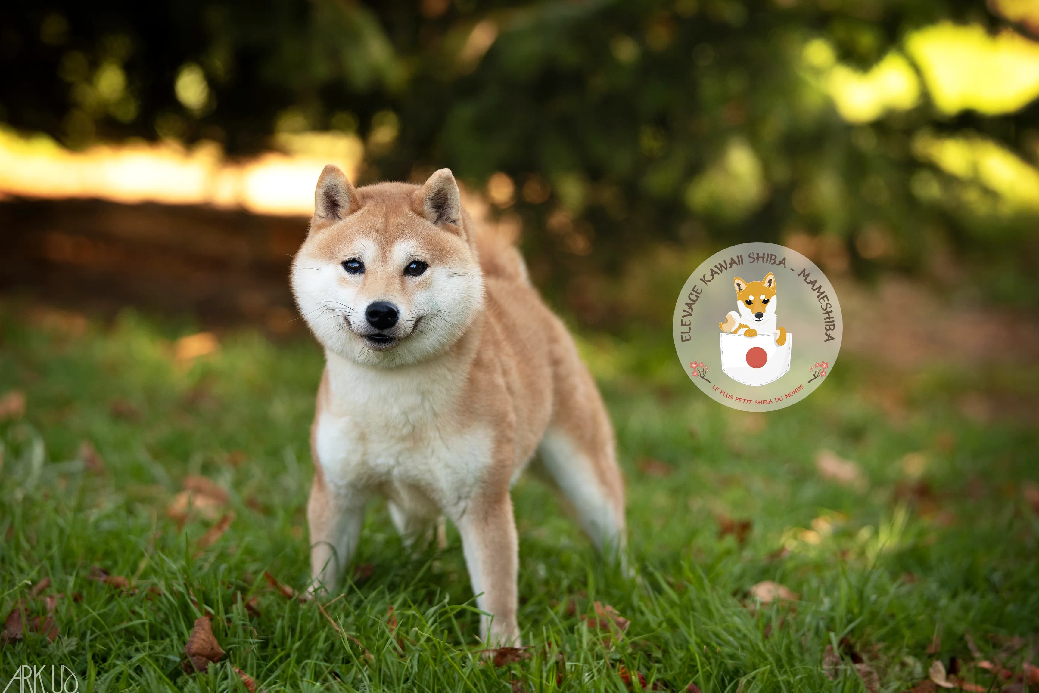 Portrait d'Ichiro, mâle Mameshiba de l'élevage Kawaii Shiba