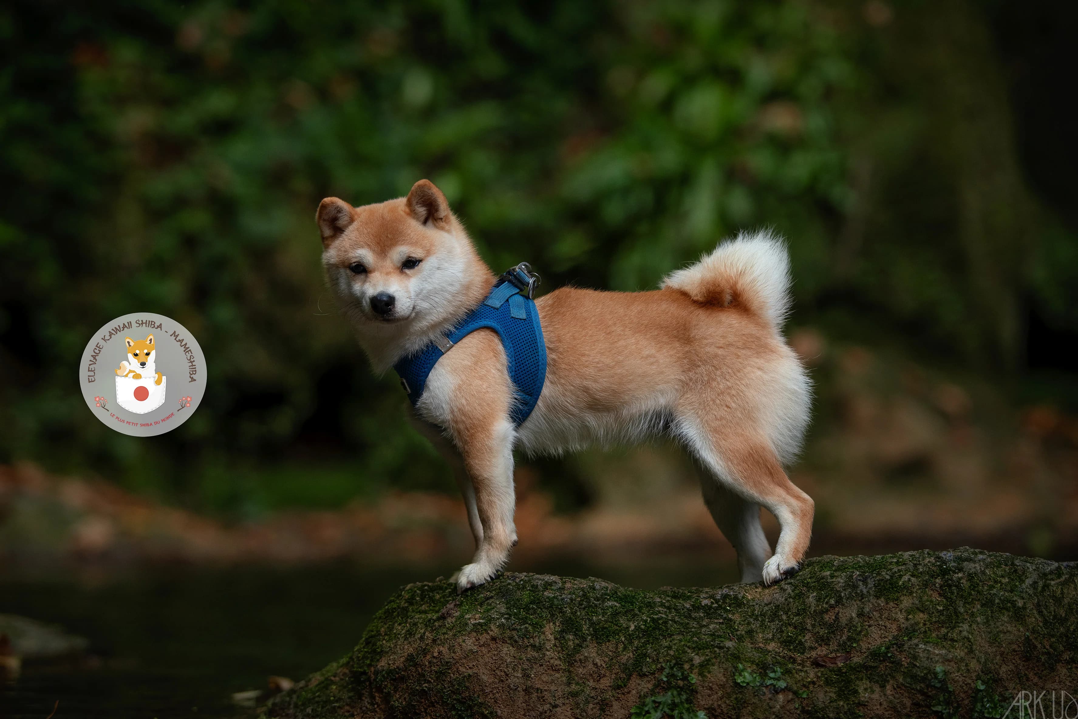 Kawaii de nuit sur un rocher