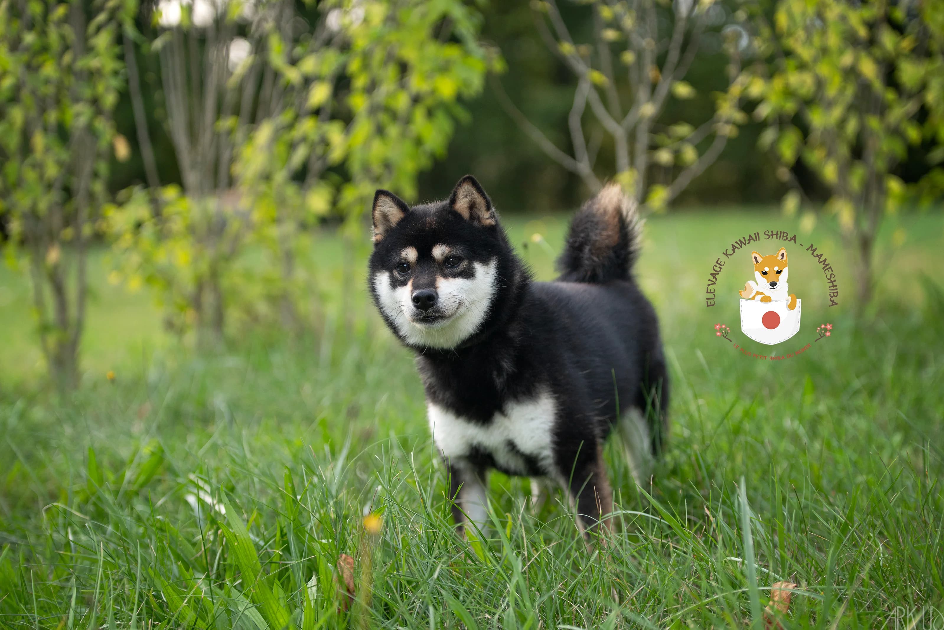 Portrait de Natsuko dit Natsu, mâle Mameshiba noir et feu
