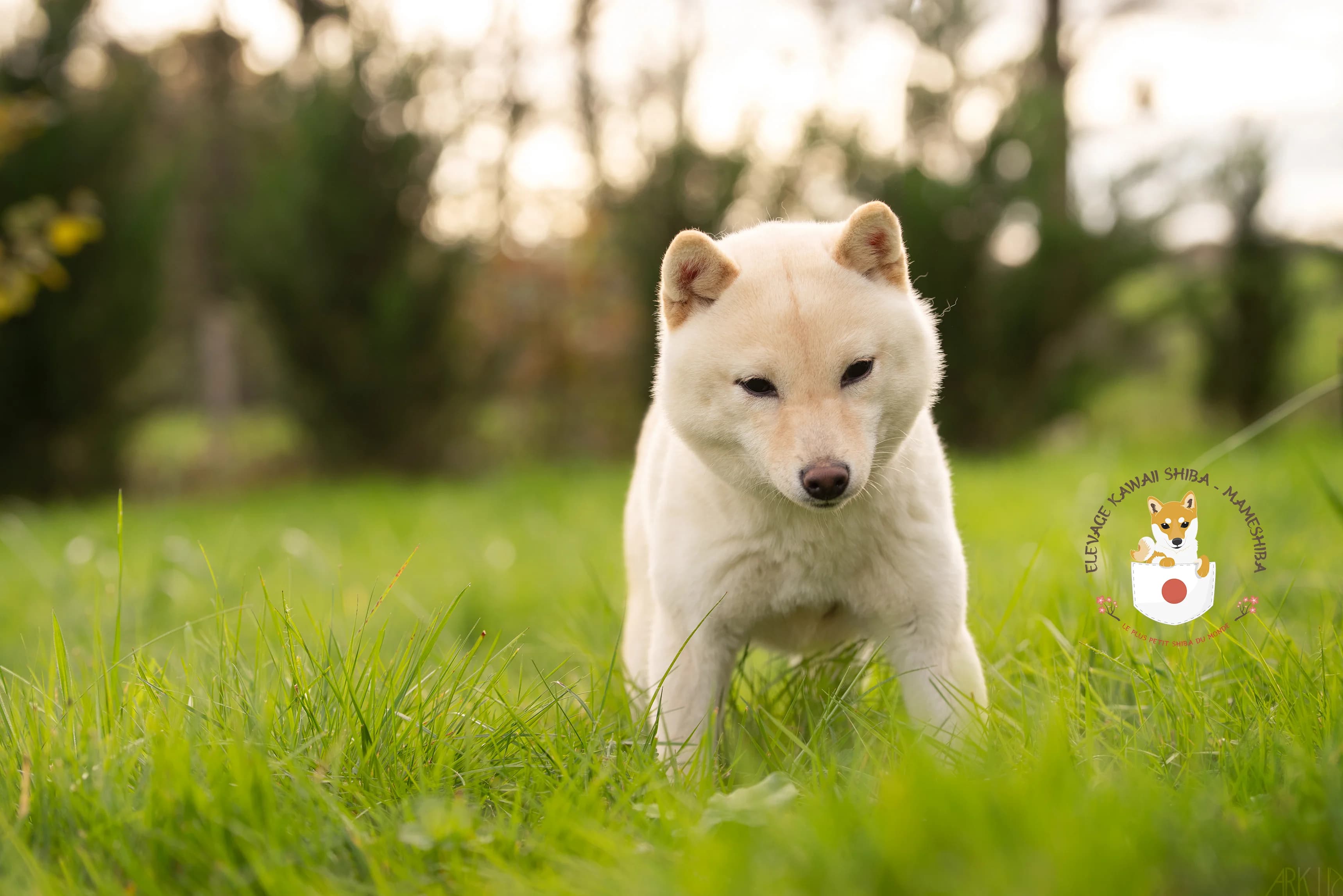 Portrait de Sakura, femelle Mameshiba crème de l'élevage Kawaii Shiba