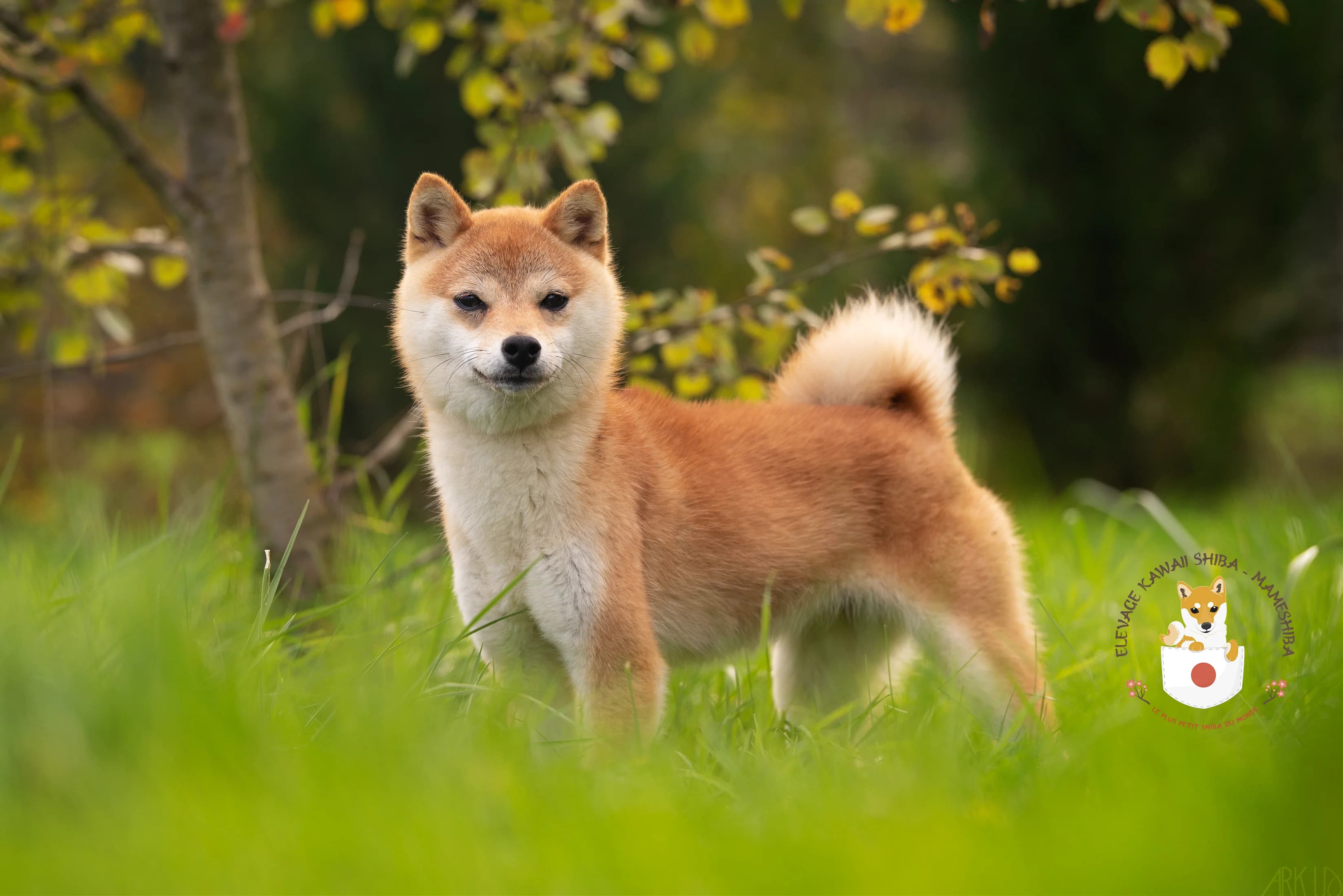 Portrait de Yuzu, femelle Mameshiba de l'élevage Kawaii Shiba