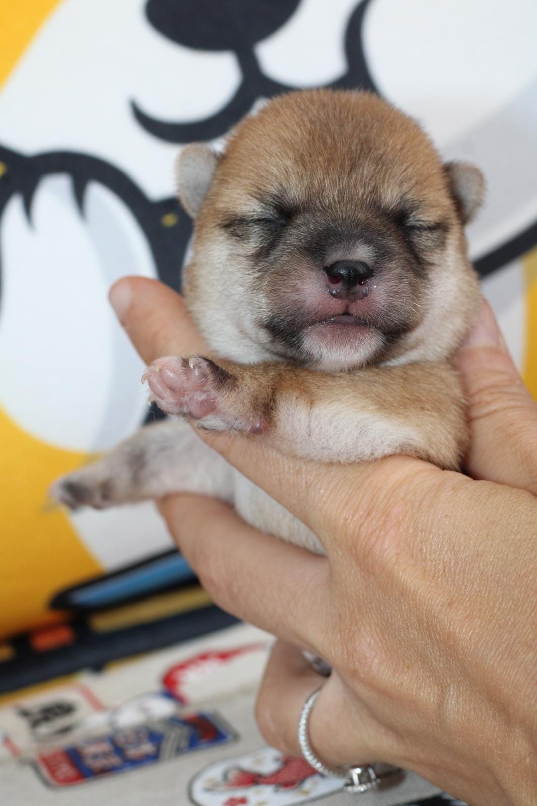 MITSUKI, chiot Mameshiba de l'élevage Kawaii Shiba - photo 1