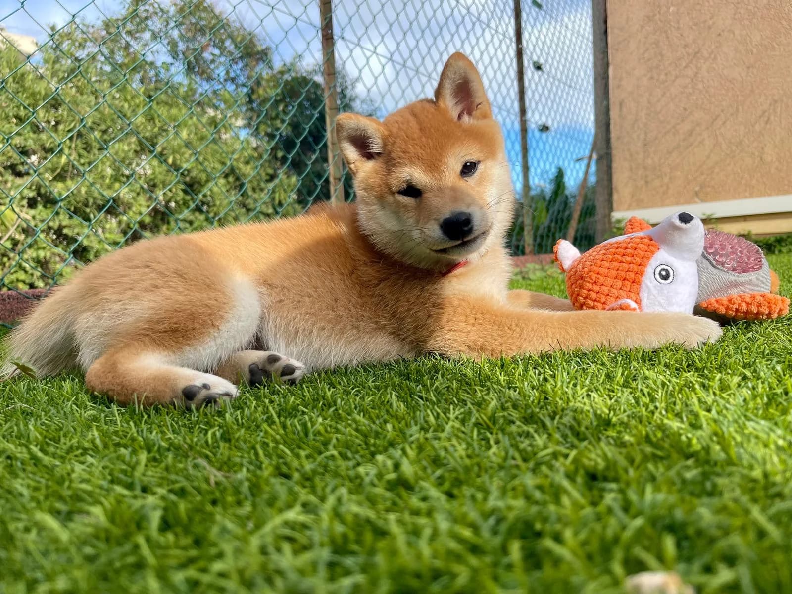 Espaces extérieurs sécurisés de l'élevage pour les Mameshiba