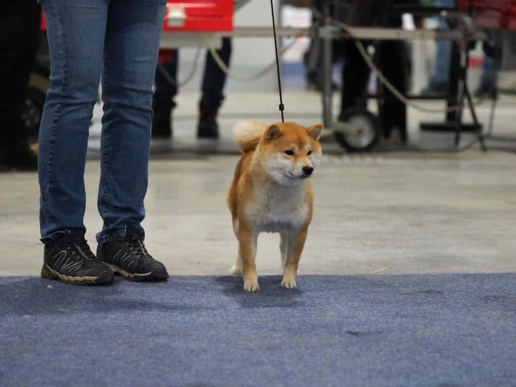 Mameshiba en laisse avec un humain pendant un apprentissage en extérieur