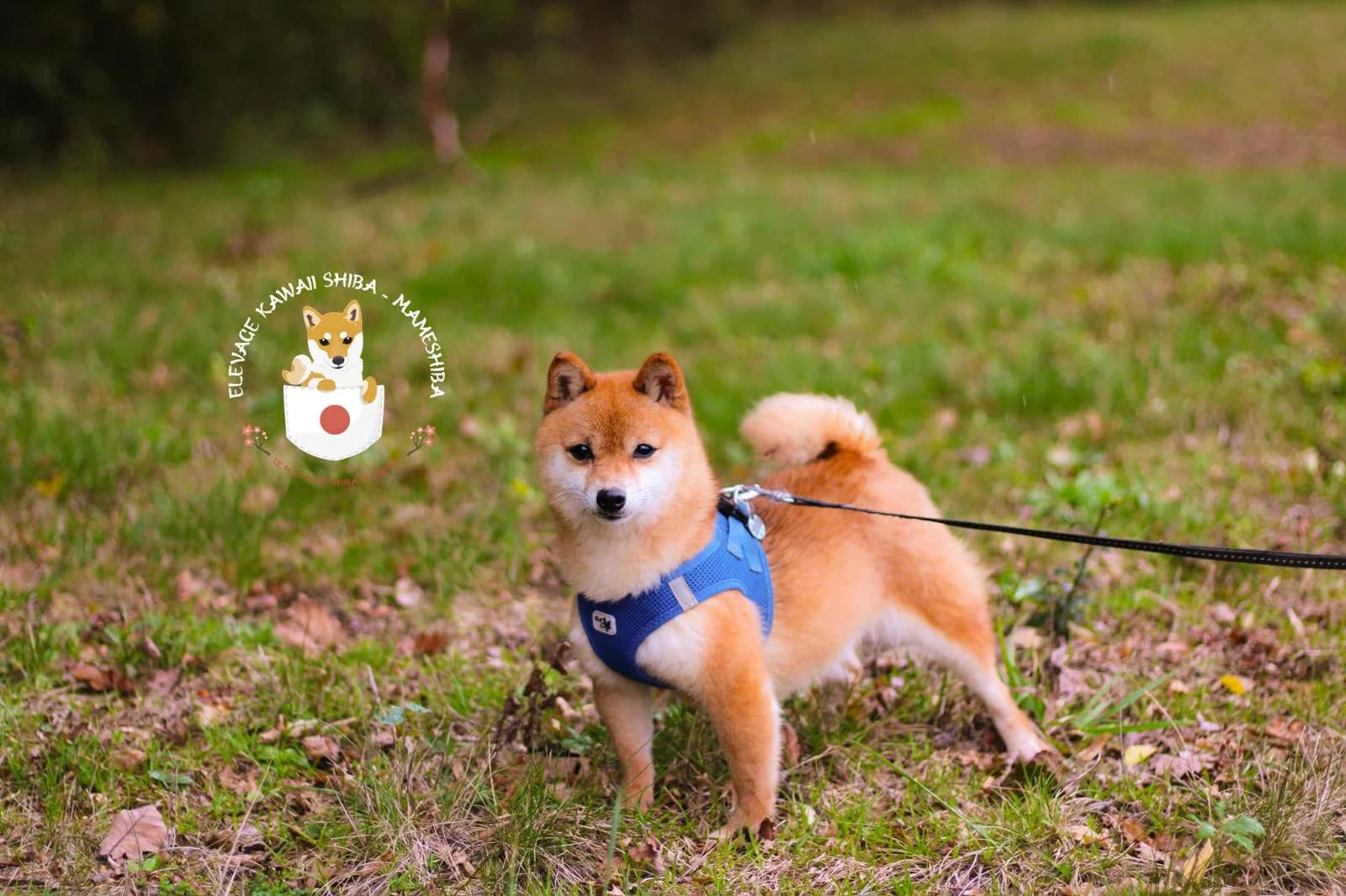 Mameshiba en longe dans l'herbe