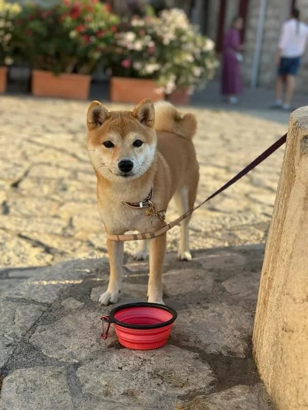 Mameshiba accompagné en laisse lors d'une sortie en extérieur