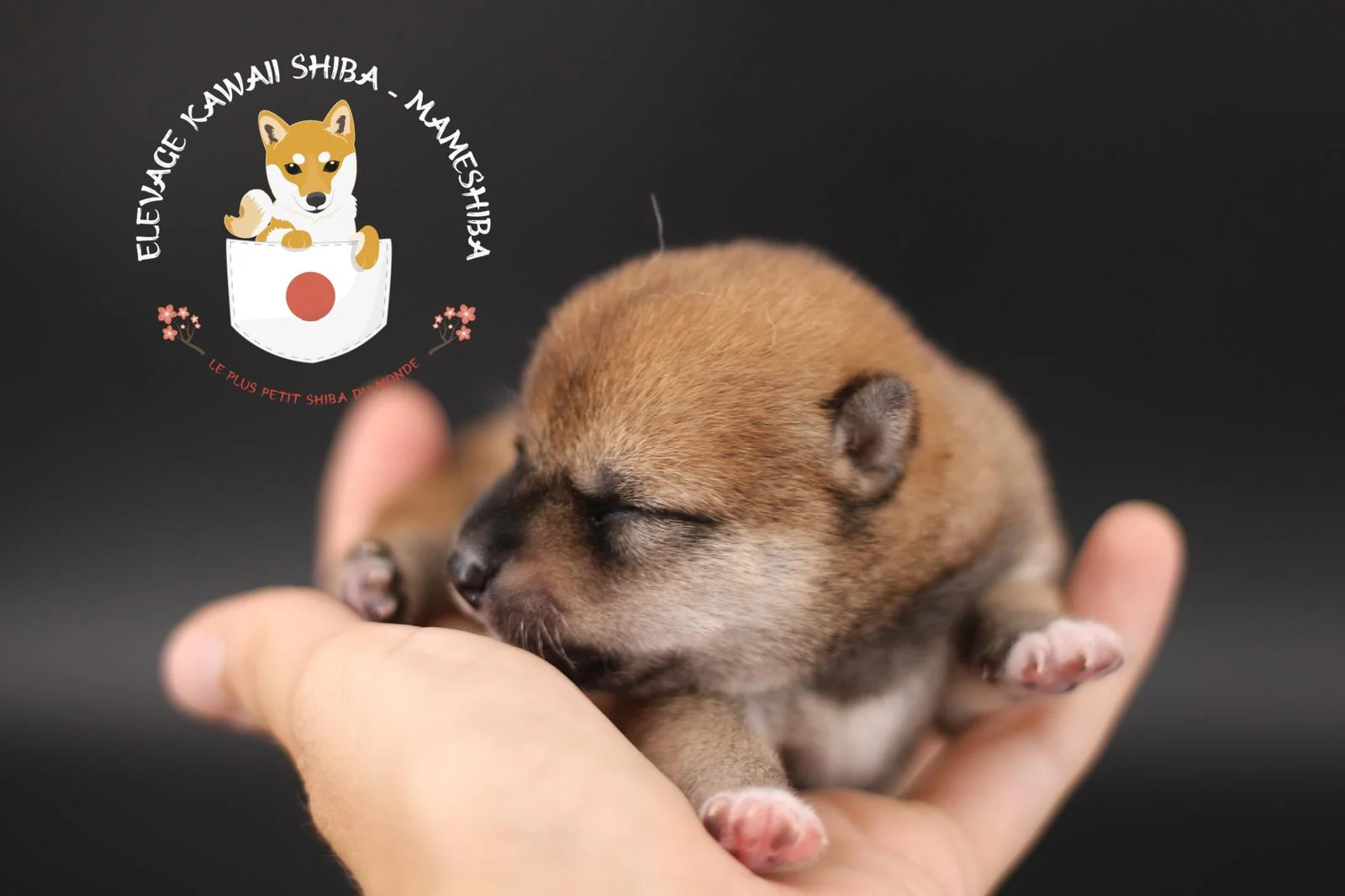 Mameshiba évoluant librement dans les espaces extérieurs de l'élevage