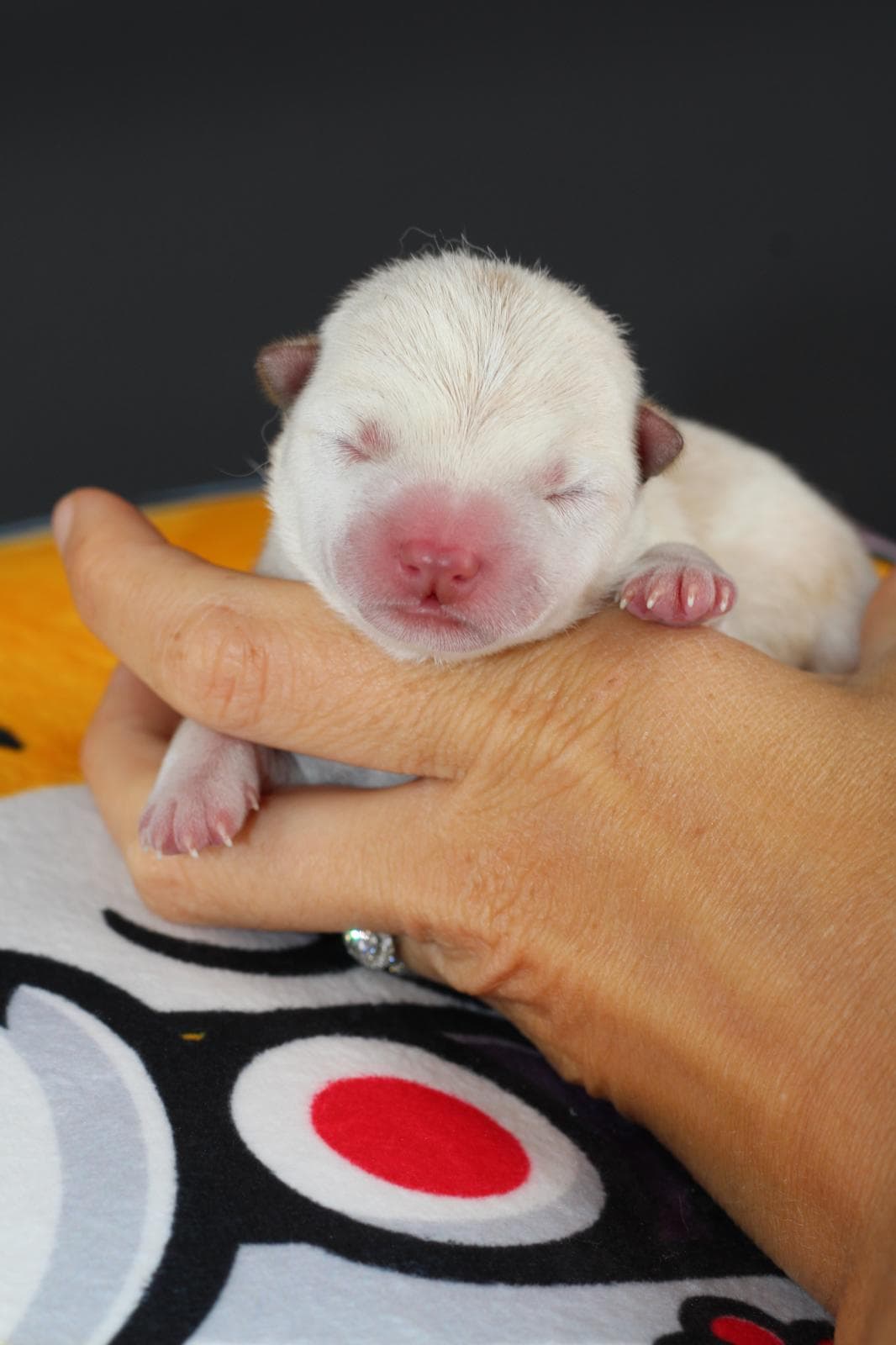 AKIRO, chiot Mameshiba de l'élevage Kawaii Shiba - photo 1