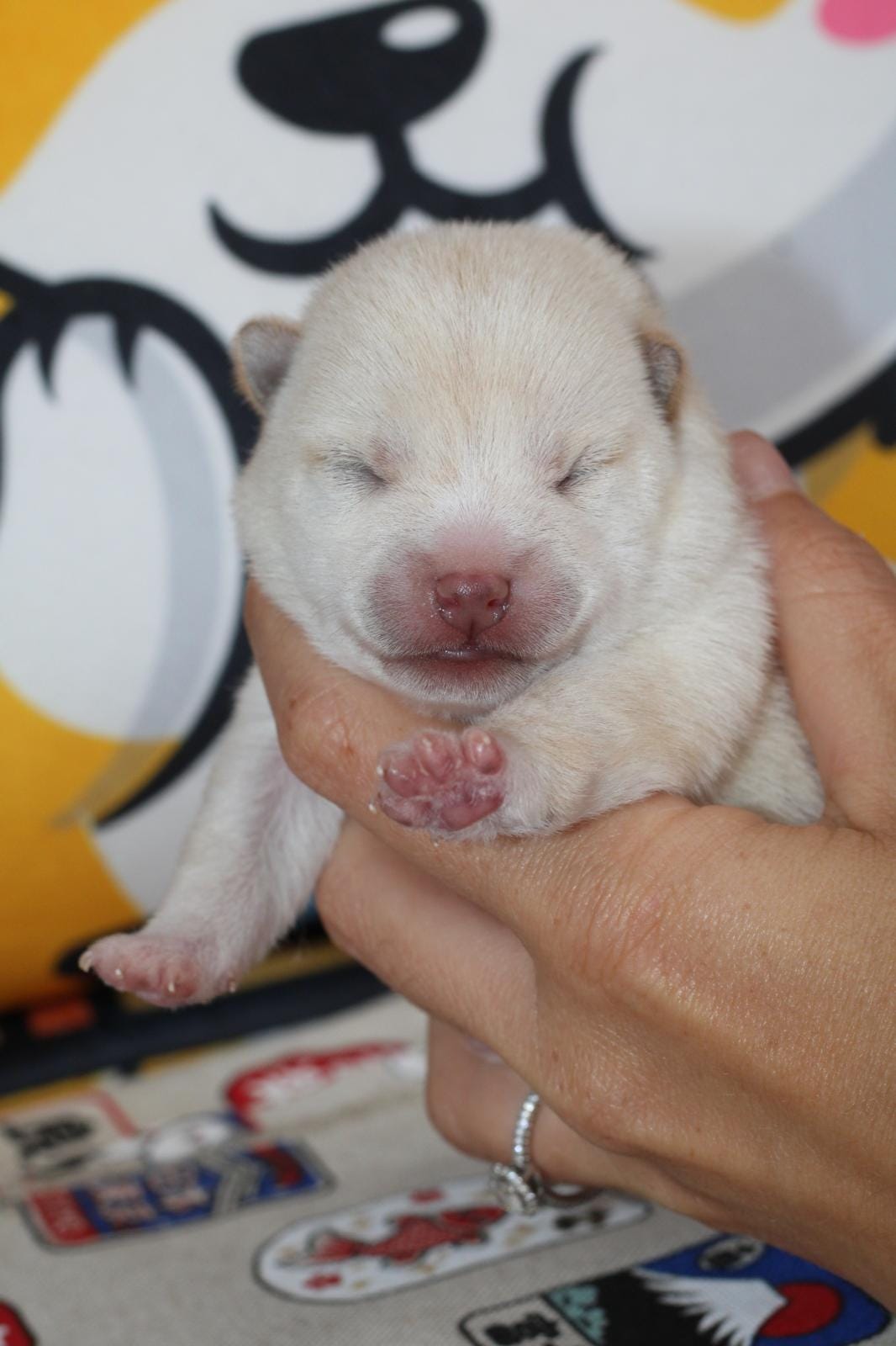 Airisu, chiot Mameshiba de l'élevage Kawaii Shiba - photo 1