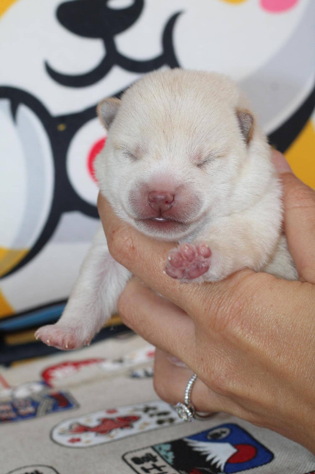 Airisu, chiot Mameshiba de l'élevage Kawaii Shiba - photo 2