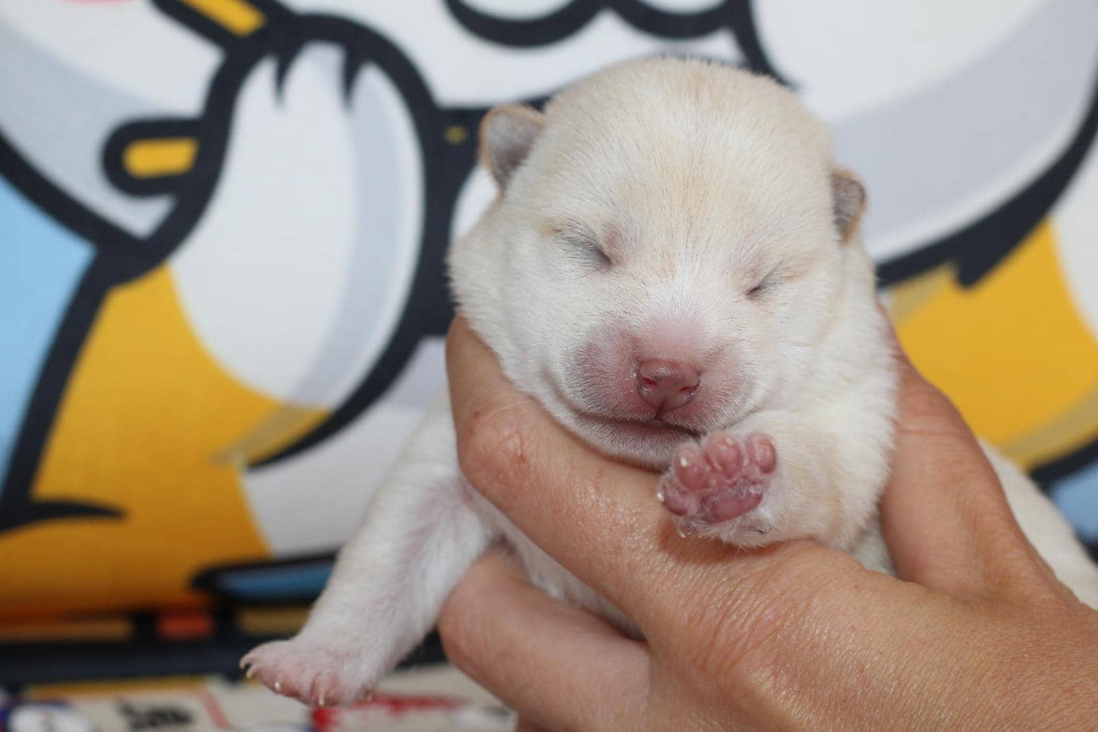 Airisu, chiot Mameshiba de l'élevage Kawaii Shiba - photo 3
