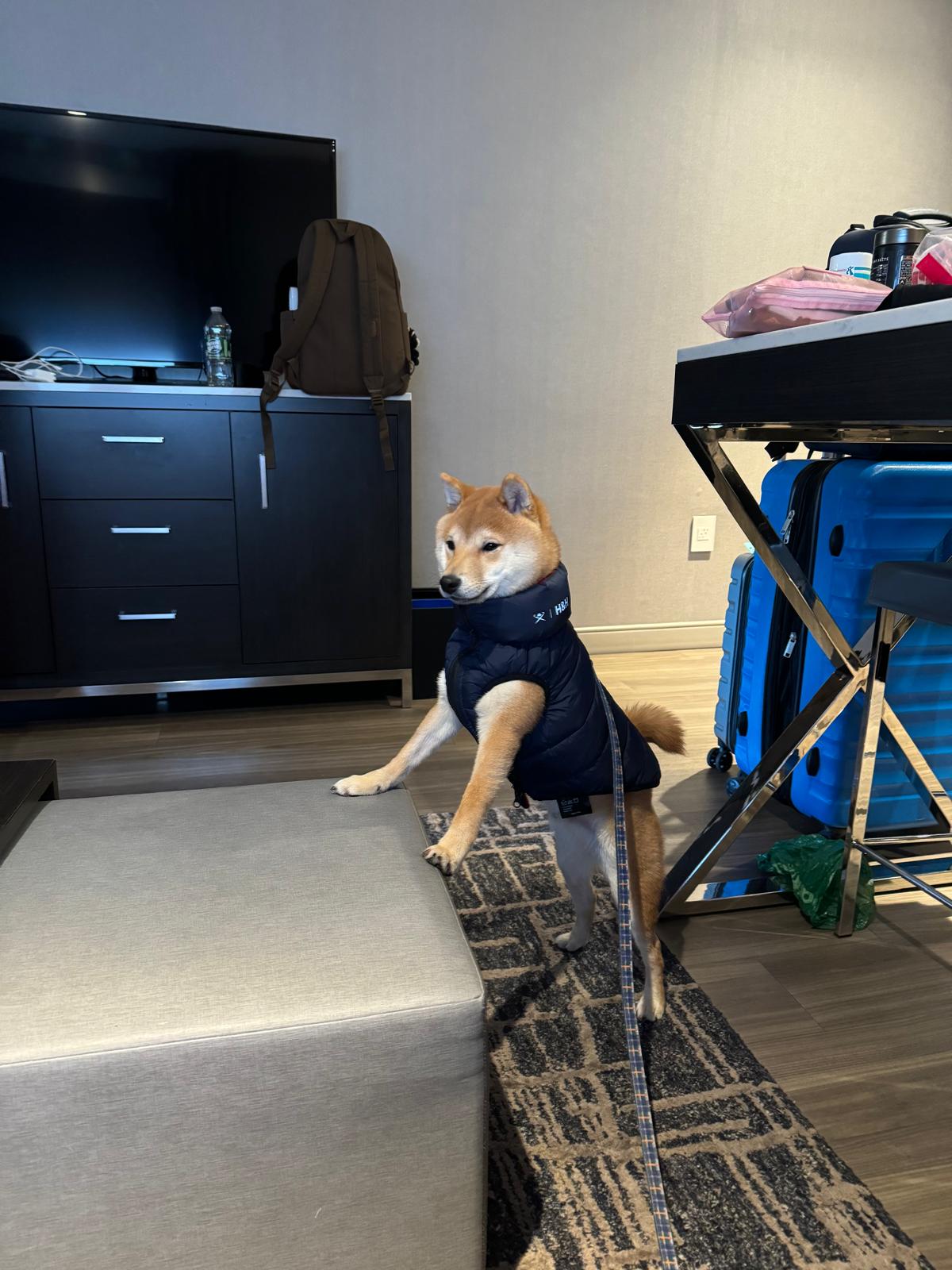 Kaito à 7 mois à l arrivée à son hôtel après le trajet